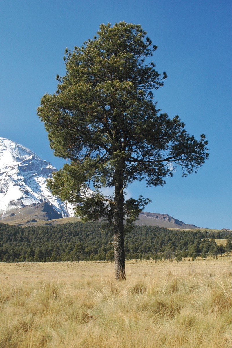 Pinus hartwegii photo 3
