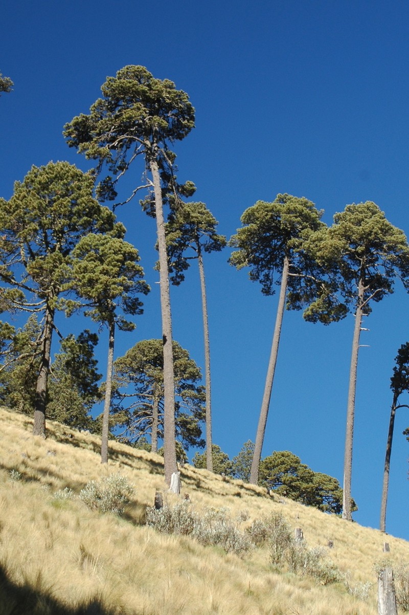 Pinus hartwegii photo 4