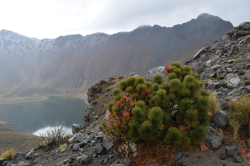 Pinus hartwegii photo 5