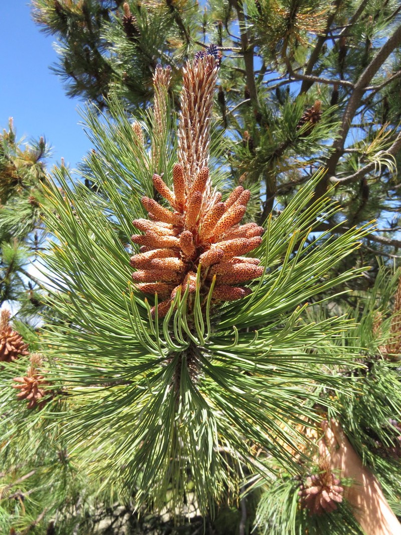 Pinus hartwegii photo 6