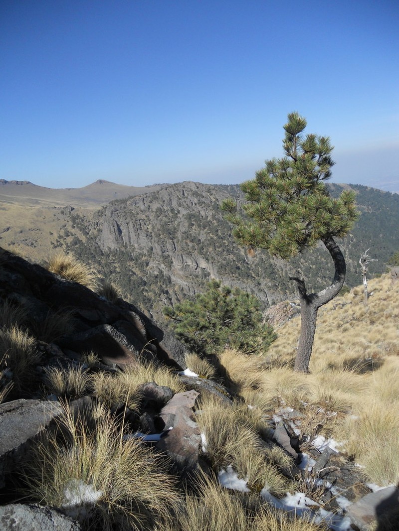 Pinus hartwegii photo 7