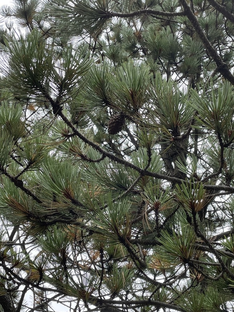 Pinus hartwegii photo 8