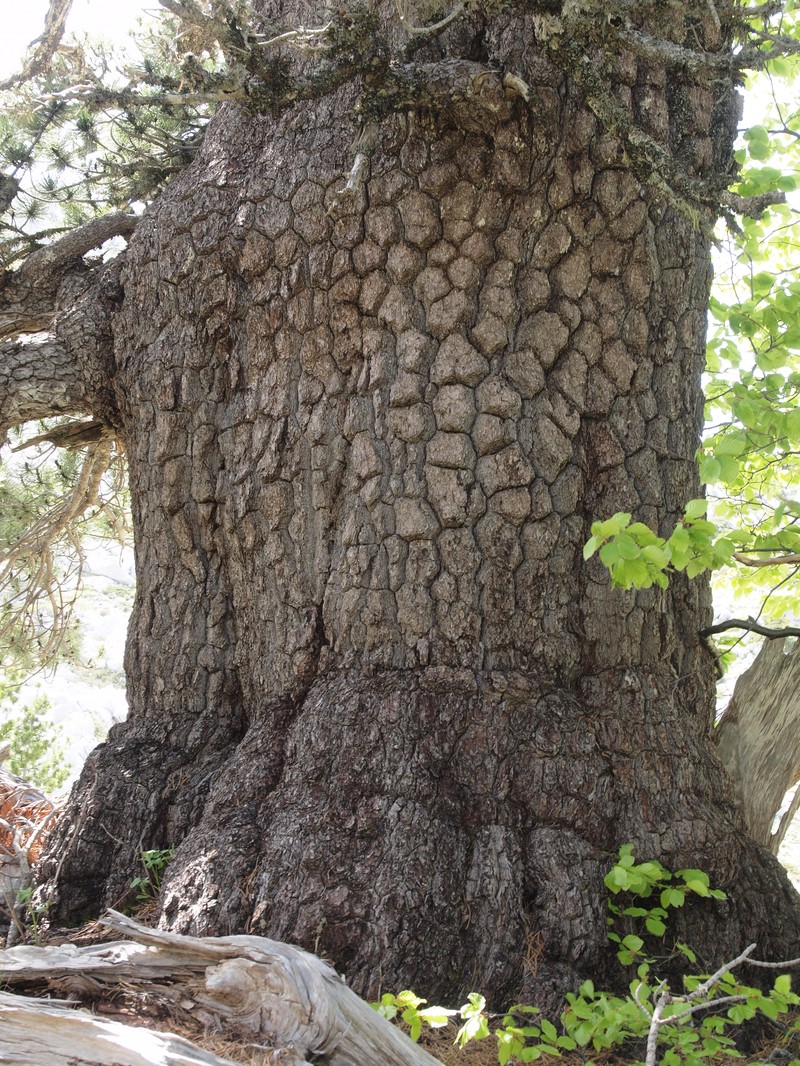 Bosnian Pine photo 6
