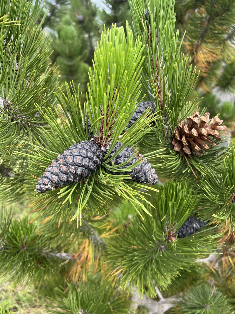 Bosnian Pine photo 7