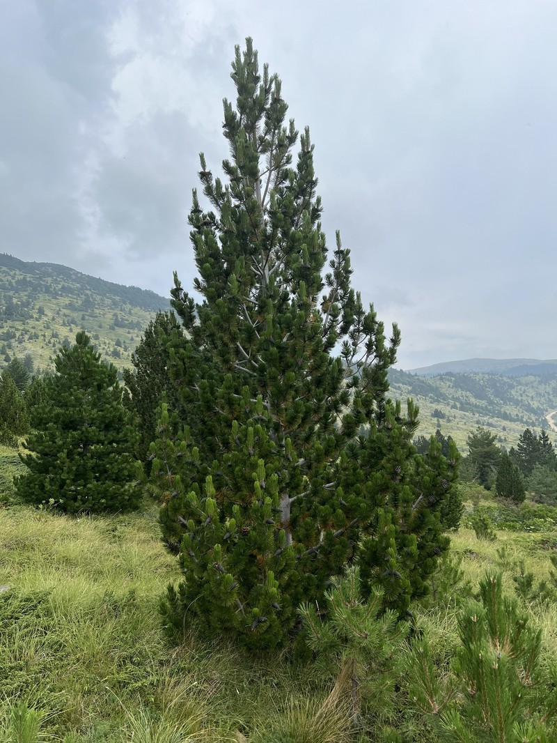 Bosnian Pine photo 8
