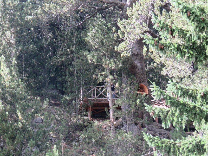 Bosnian Pine photo 9
