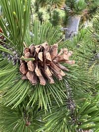 Bosnian Pine