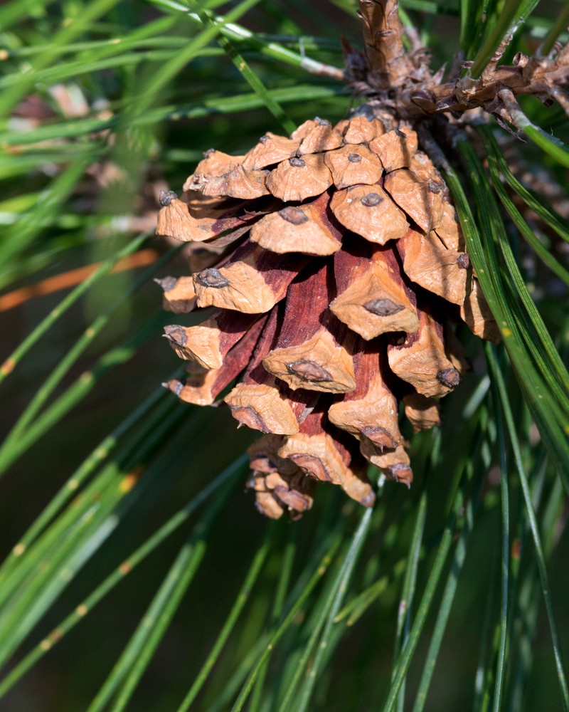 Pinus henryi