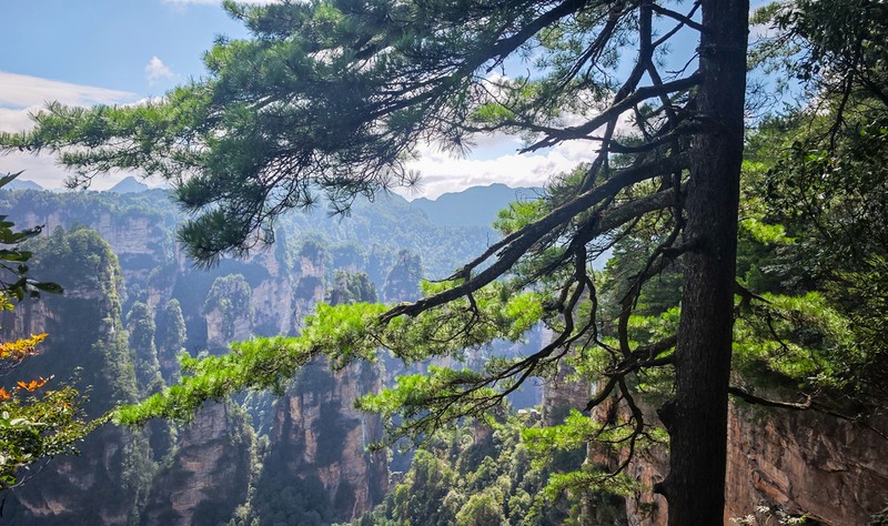 Pinus henryi photo 2