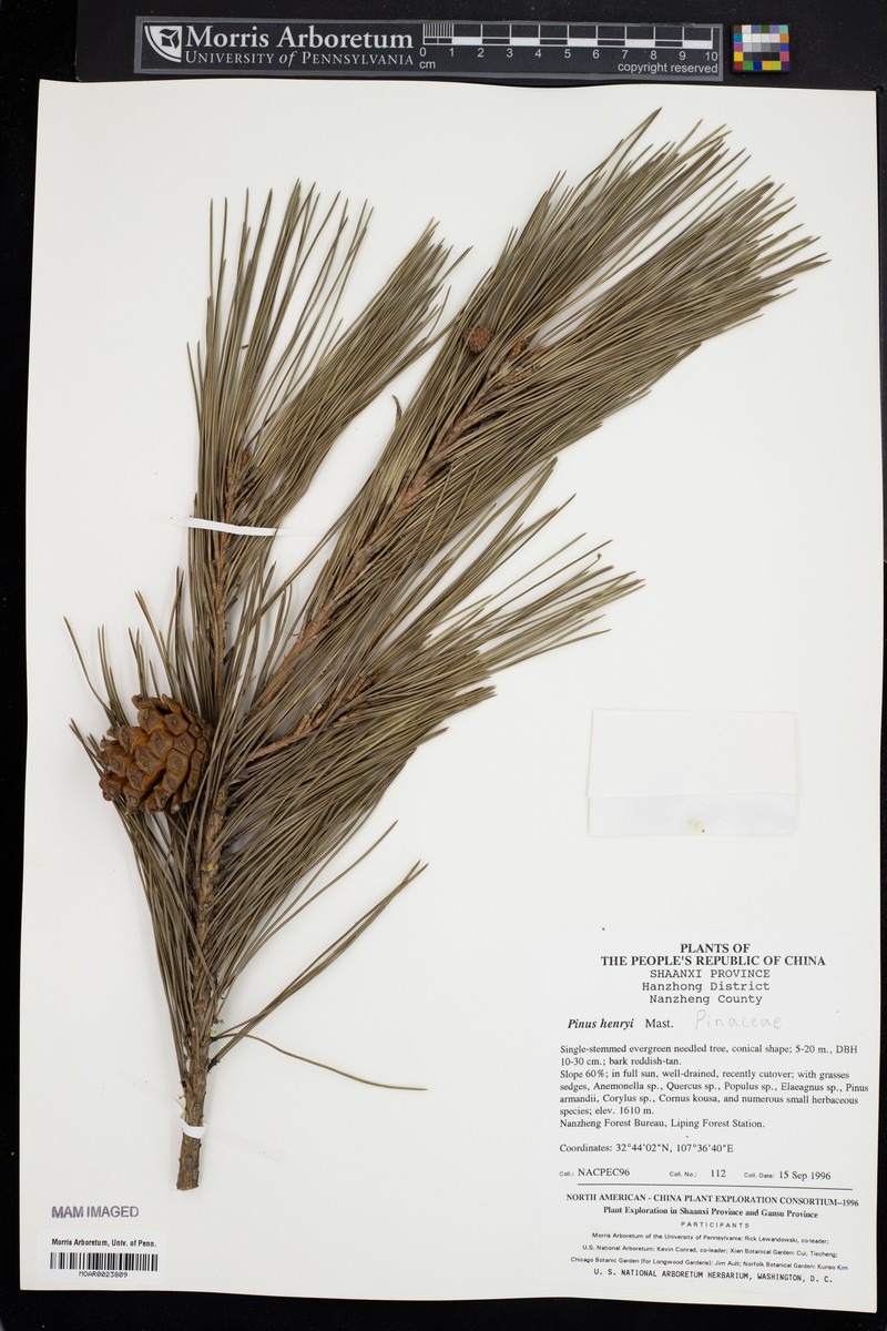 Pinus henryi photo 3