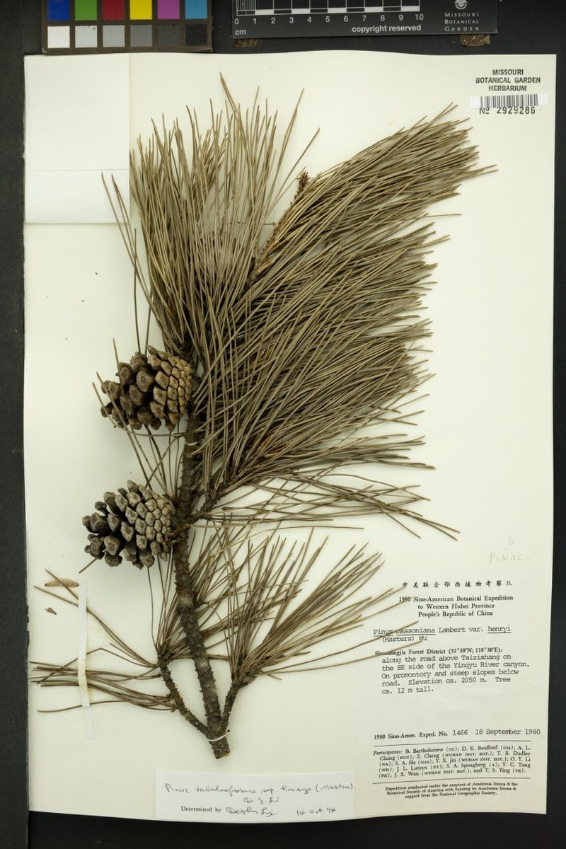 Pinus henryi photo 4