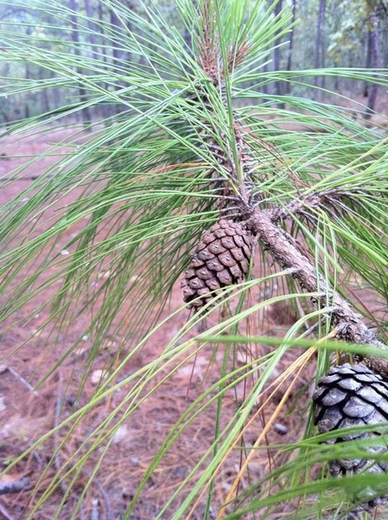 Pinus herrerae photo 2
