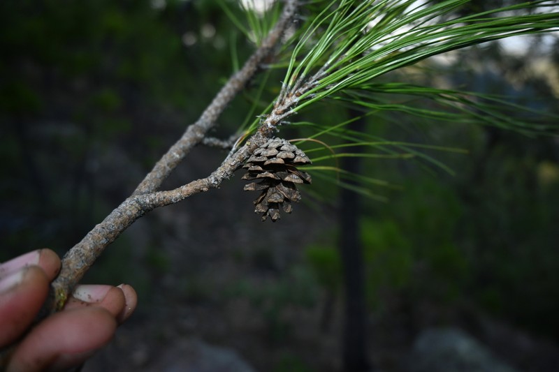 Pinus herrerae photo 3