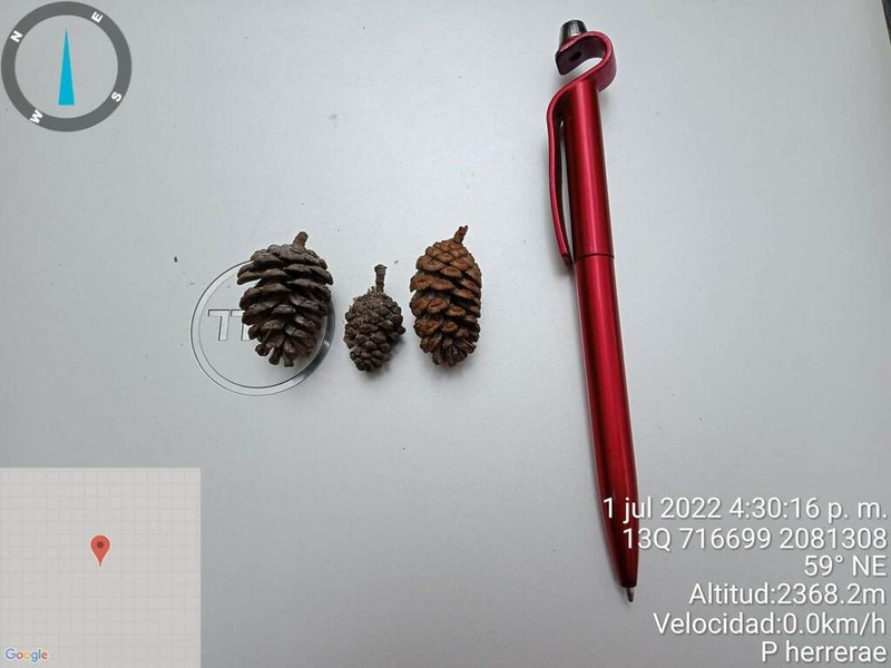 Pinus herrerae photo 4