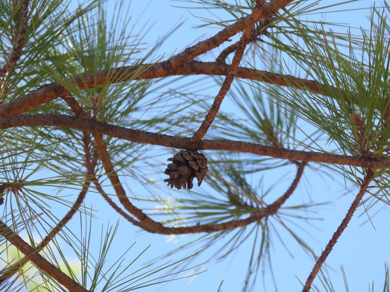 Pinus herrerae photo 5