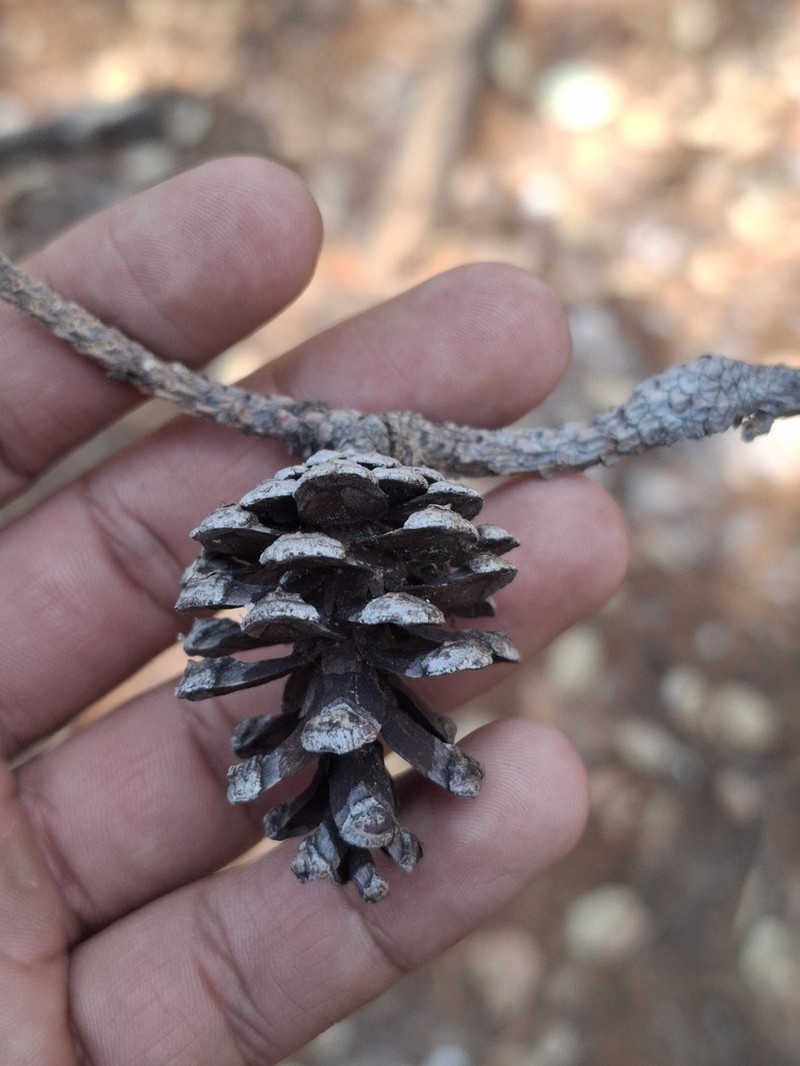 Pinus herrerae photo 6