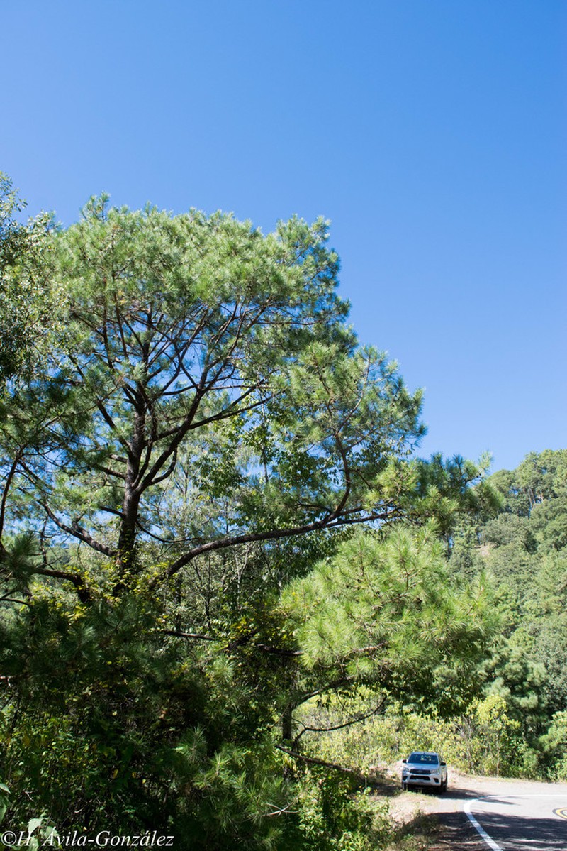 Pinus herrerae photo 7