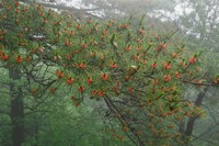 Pinus hwangshanensis
