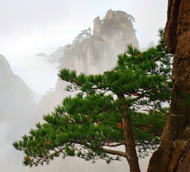 Pinus hwangshanensis photo 3