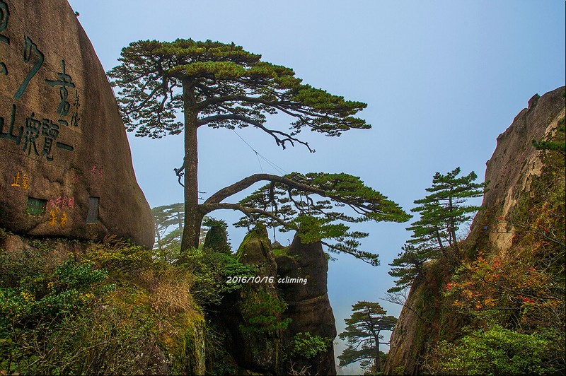 Pinus hwangshanensis photo 4