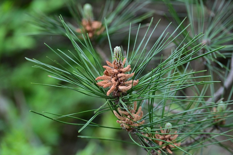 Pinus hwangshanensis photo 5