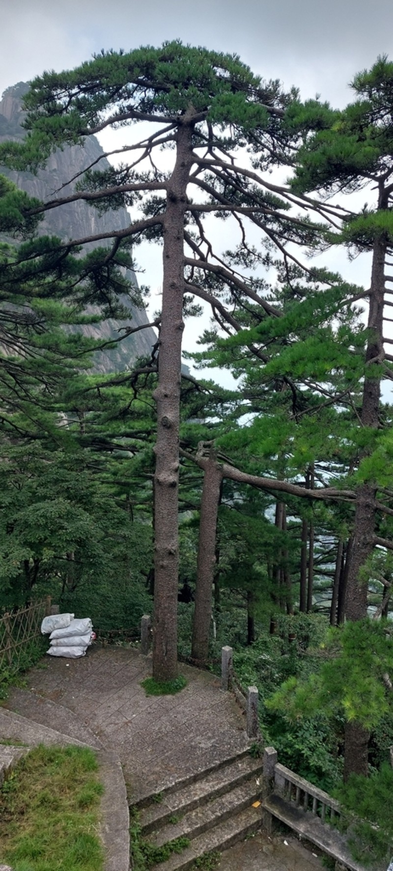 Pinus hwangshanensis photo 6