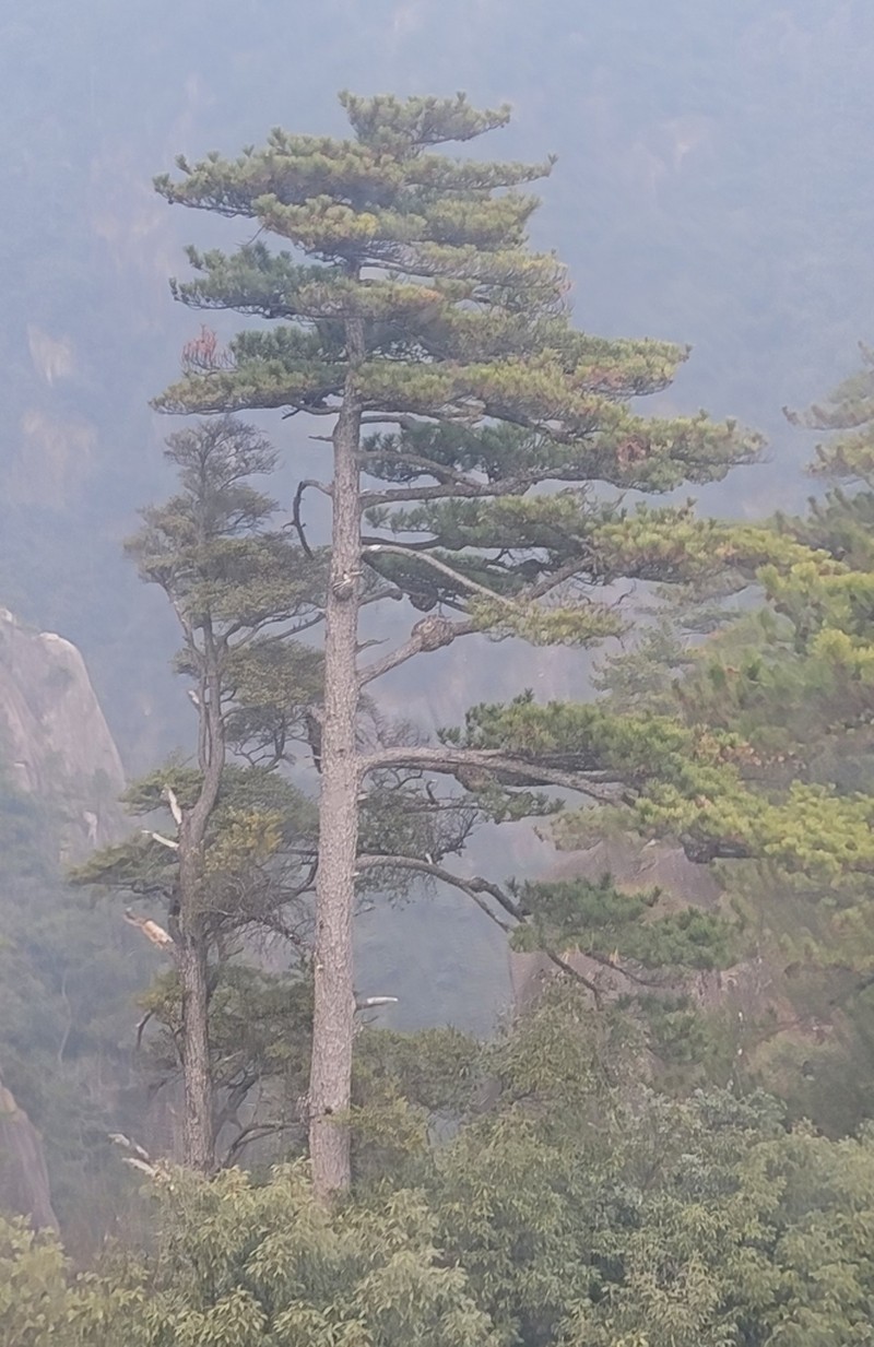 Pinus hwangshanensis photo 8
