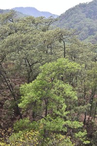 Pinus jaliscana