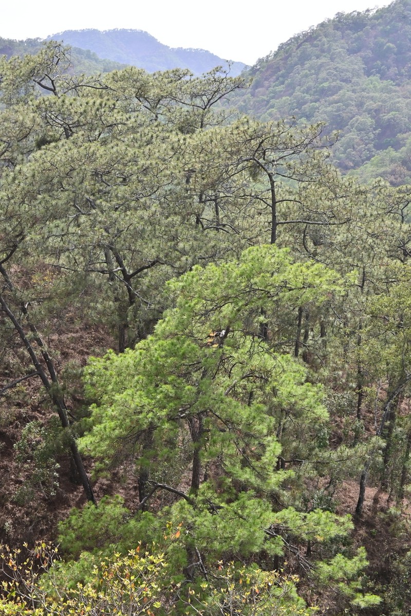 Pinus jaliscana