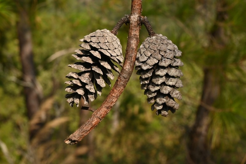 Pinus jaliscana photo 2