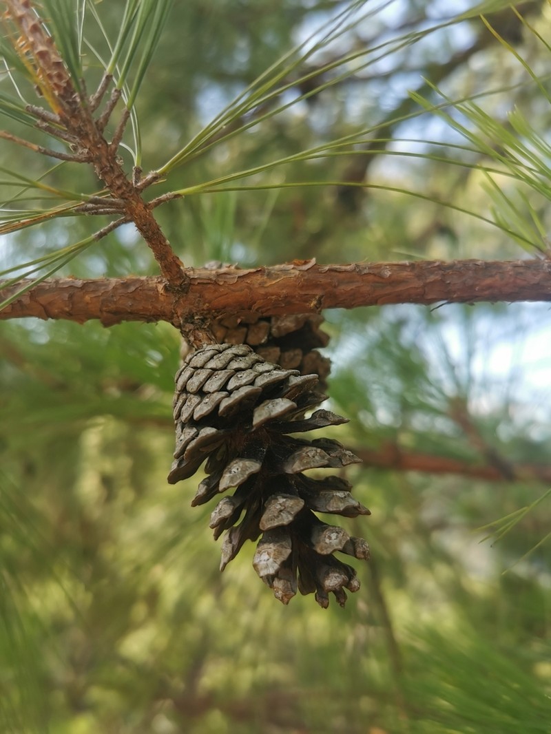 Pinus jaliscana photo 3