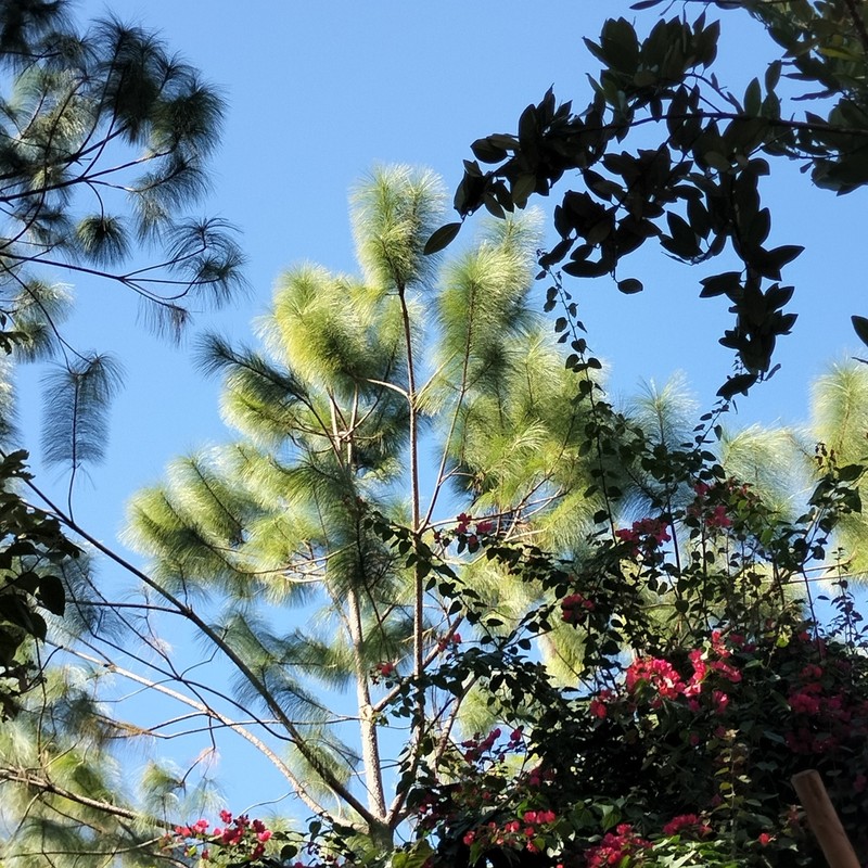 Pinus jaliscana photo 4