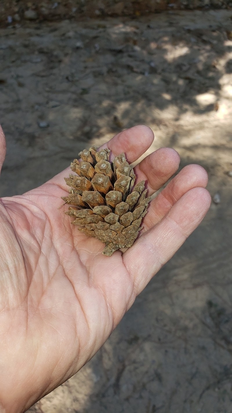 Pinus jaliscana photo 5