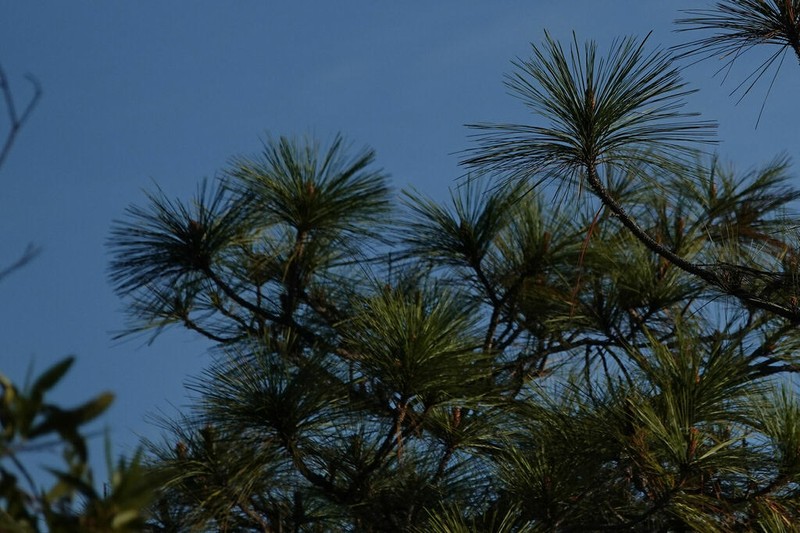 Pinus jaliscana photo 6