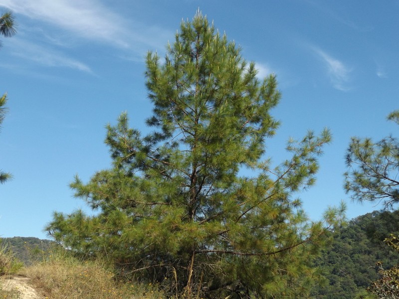Pinus jaliscana photo 7