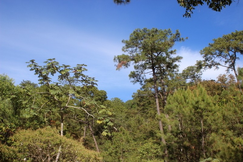 Pinus jaliscana photo 8