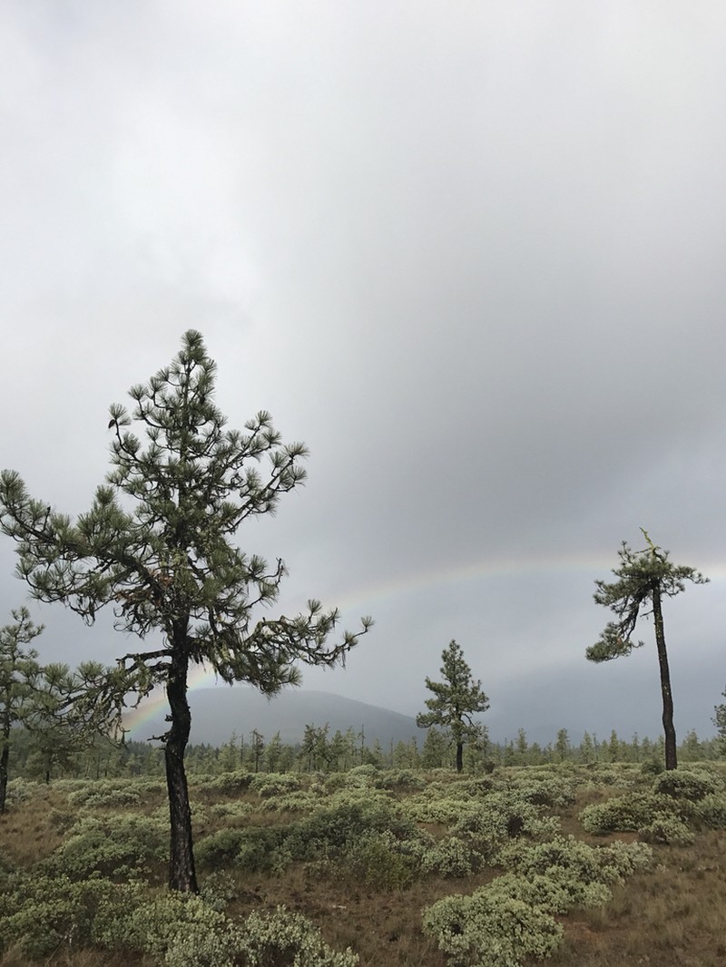 Jeffrey Pine photo 2