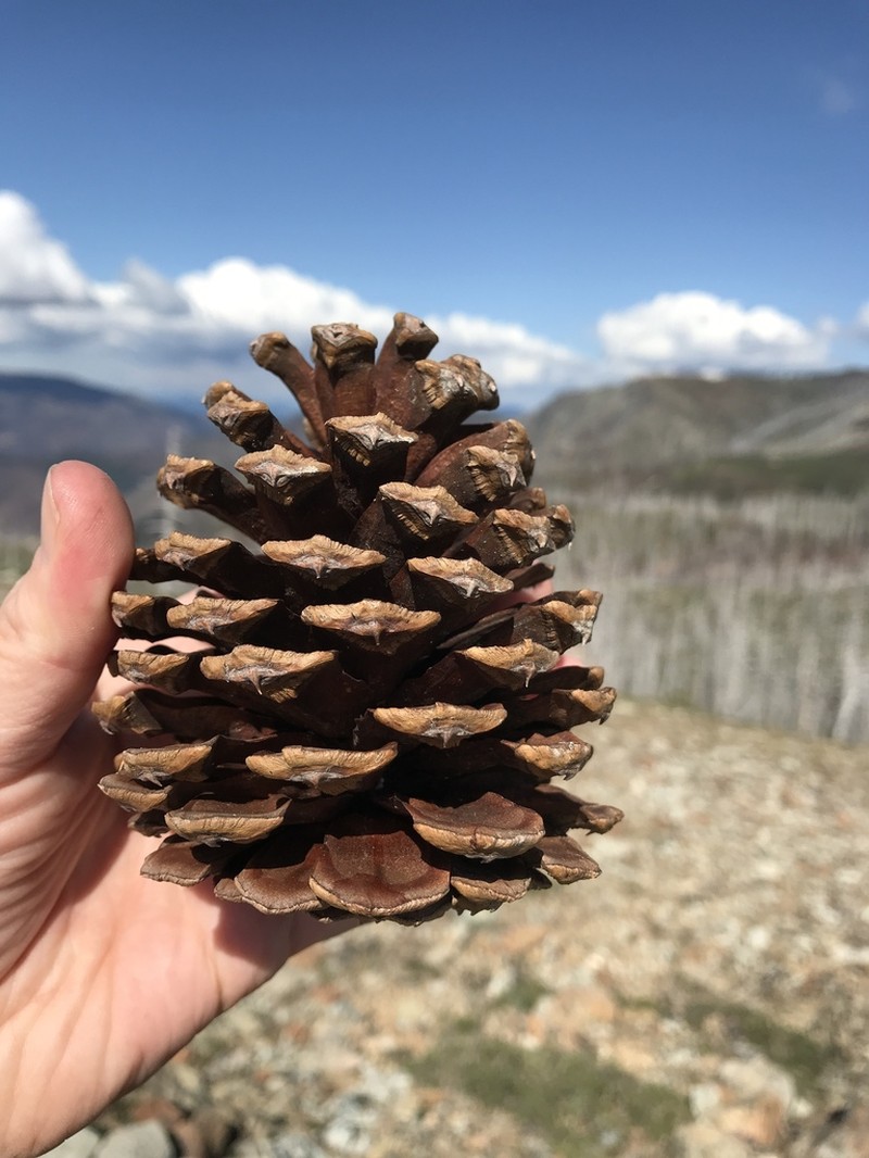 Jeffrey Pine photo 3