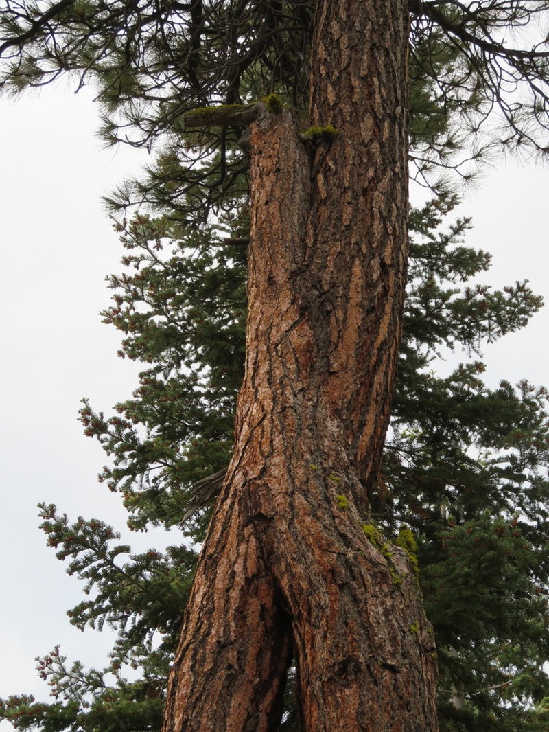 Jeffrey Pine photo 4