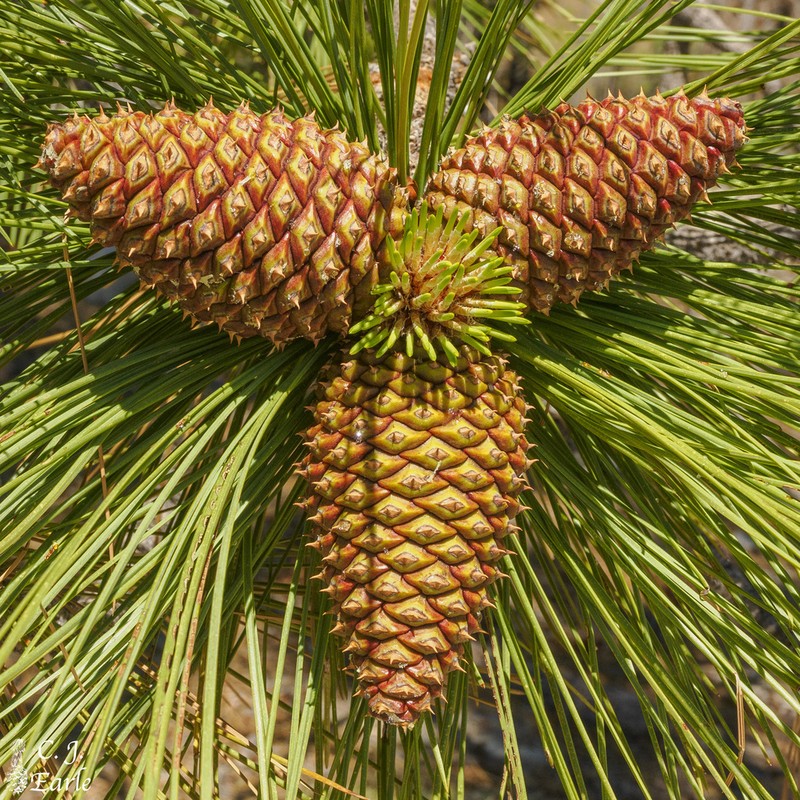 Jeffrey Pine photo 5