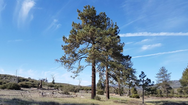 Jeffrey Pine photo 6