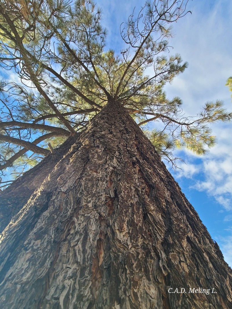 Jeffrey Pine photo 7