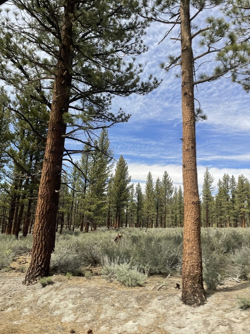 Jeffrey Pine photo 8