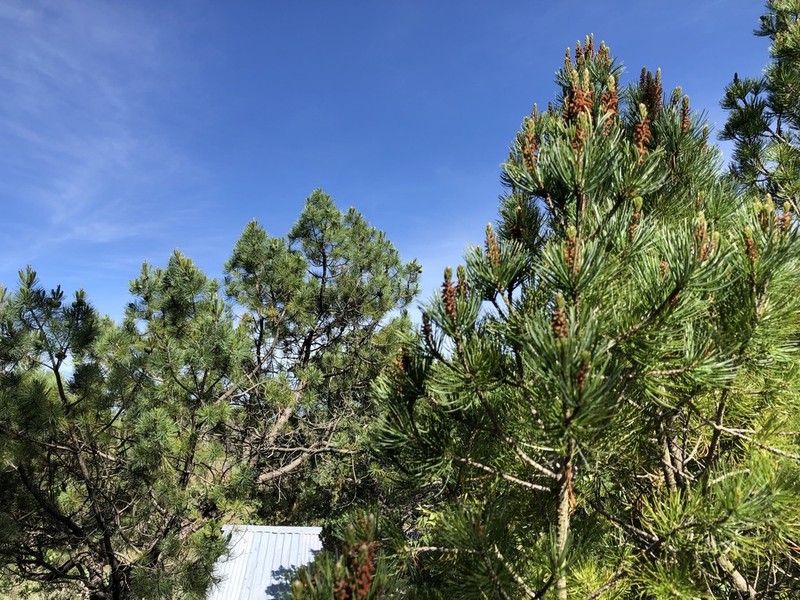 Johann'S Pine