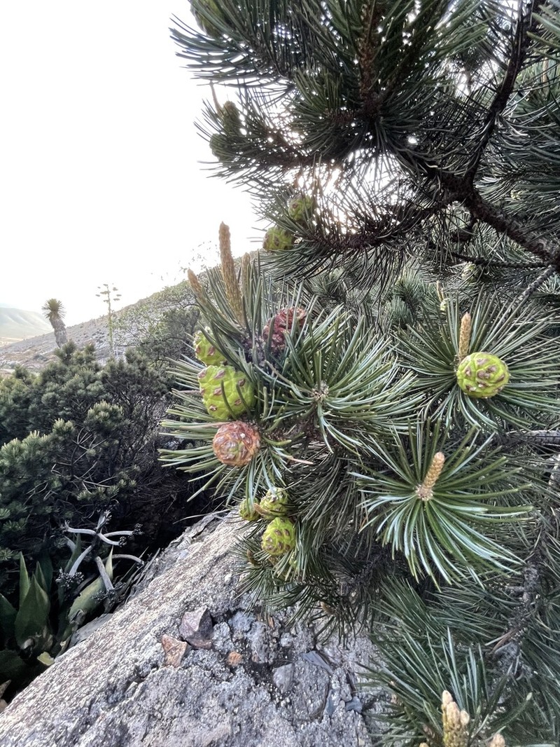 Johann'S Pine photo 2