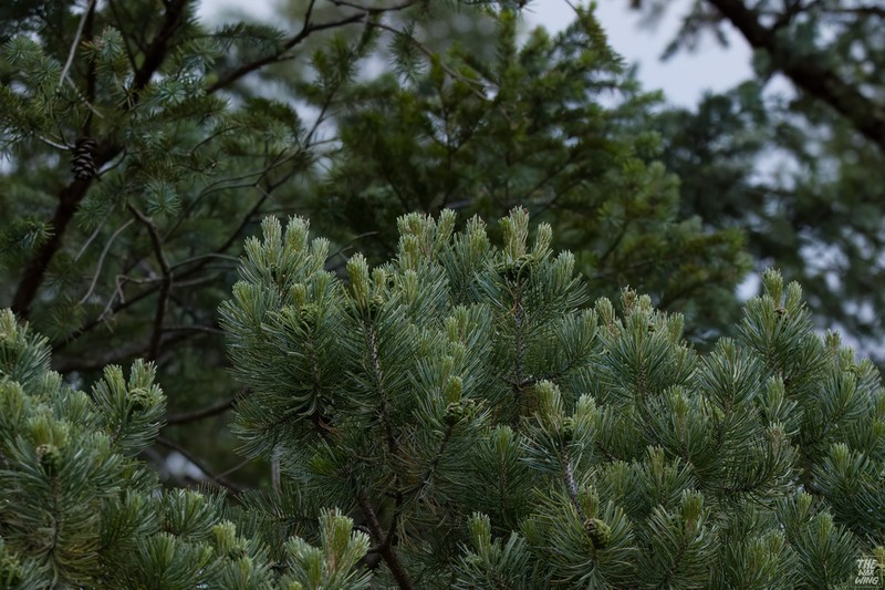 Johann'S Pine photo 4