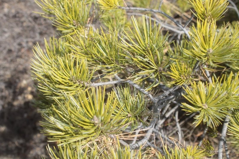 Johann'S Pine photo 5