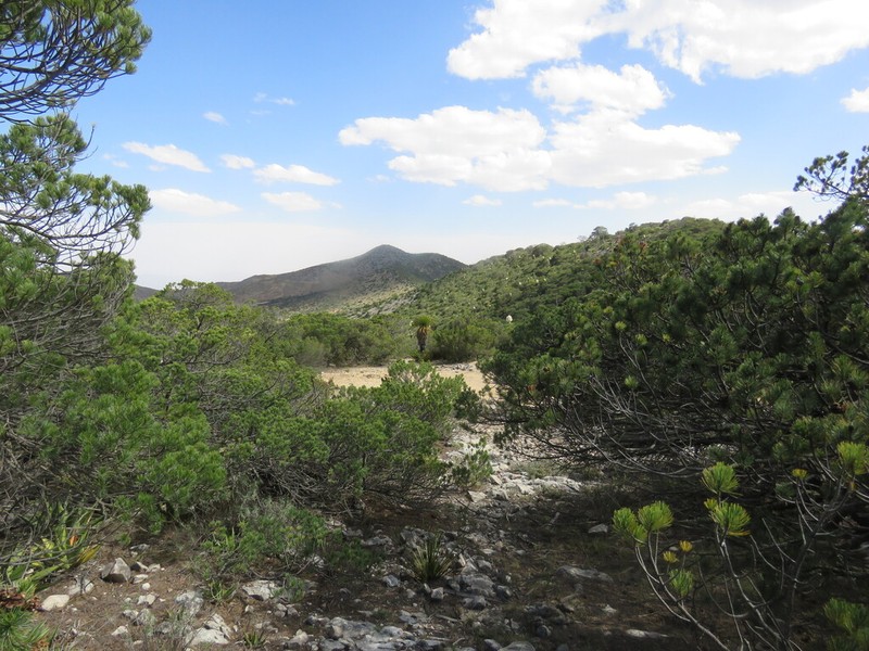 Johann'S Pine photo 6