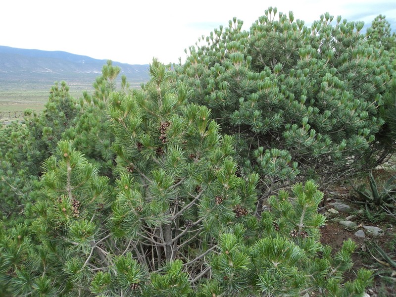 Johann'S Pine photo 7