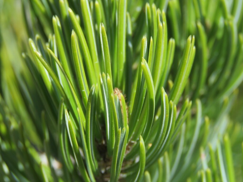 Johann'S Pine photo 8